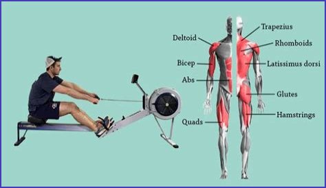 What Muscles Does Rowing Work? Fitness Pros Explain